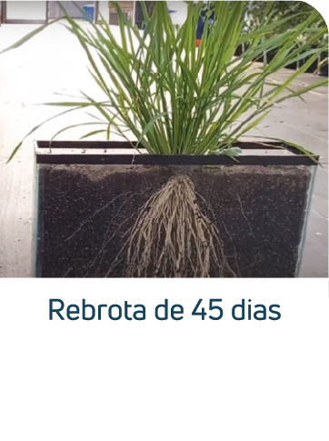 Minas Capina Urbana 53 Ativo 2@4x 1