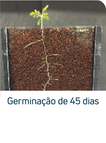 Minas Capina Urbana 54 Ativo 3@4x 1